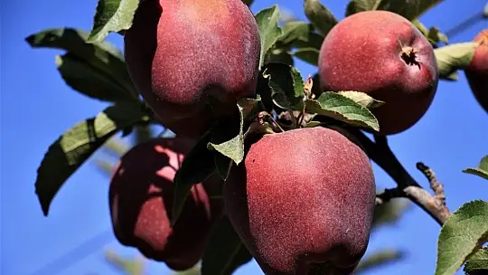 Elazığ'da kırmızı elma hasadı başladı