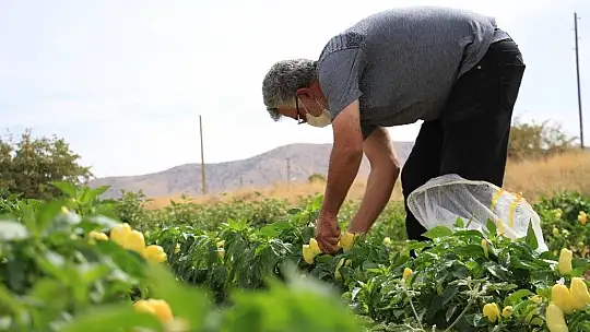 Elazığ'da, müşteriler tarlada kendi sebzesini toplayarak satın alıyor