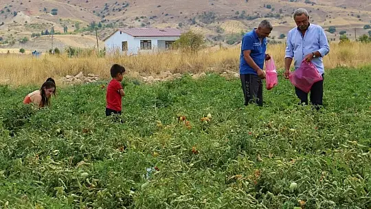 Elazığ'da, müşteriler tarlada kendi sebzesini toplayarak satın alıyor