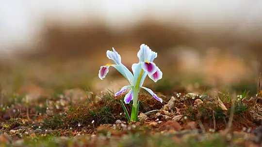 Elazığ'da nevruz çiçekleri açtı