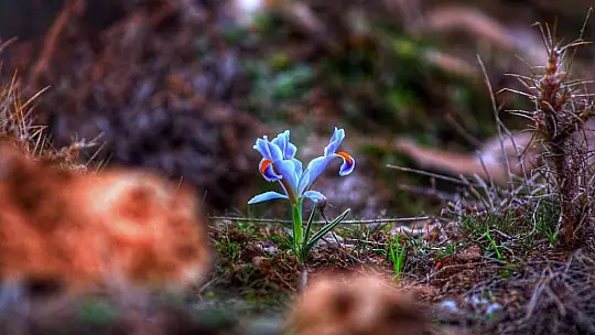 Elazığ'da nevruz çiçekleri açtı