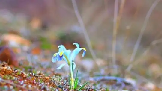 Elazığ'da nevruz çiçekleri açtı