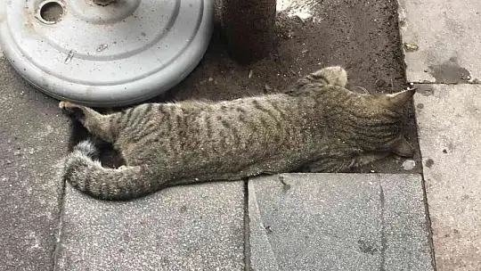 Elazığ'da silahlı kavgaya karışan 2 şüpheli yakalandı