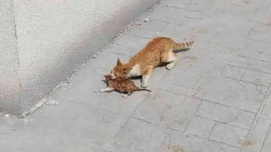 Elazığ'da su kuyusuna düşen yavru kediyi itfaiye kurtardı