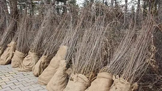 Elazığ'da üreticilere 6 bin 500 dut fidanı dağıtıldı