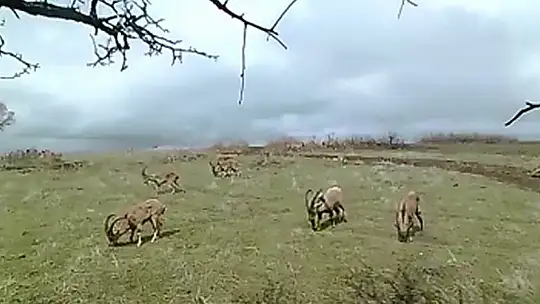 Elazığ'da yaban hayatı ve kaçak avcılar, fotokapanlarla tespit ediliyor