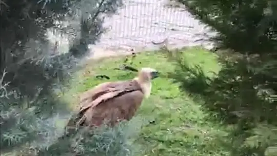 Elazığ'da yaralı akbaba tedavi altına alındı