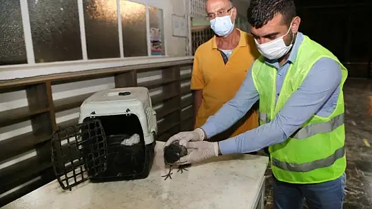 Elazığ'da yaralı güvercin tedavi altına alındı