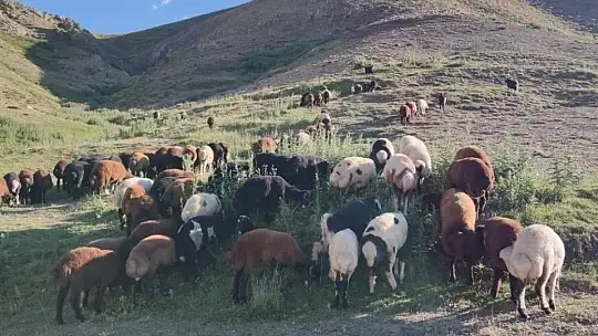 Elazığ'da yaylacılar dönüş hazırlığına başladı