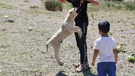 Elazığ'da yaylacılar dönüş hazırlığına başladı