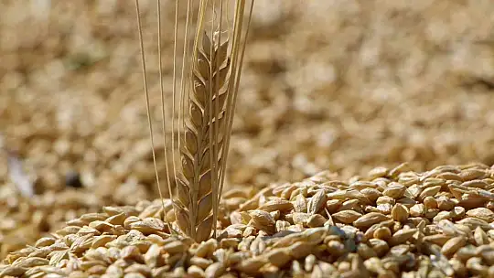 Elazığ'da yılın ilk arpa hasadı gerçekleştirildi