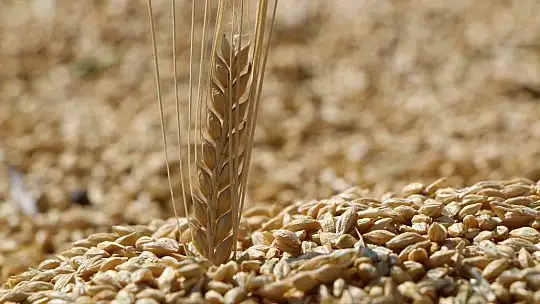 Elazığ'da yılın ilk arpa hasadı gerçekleştirildi