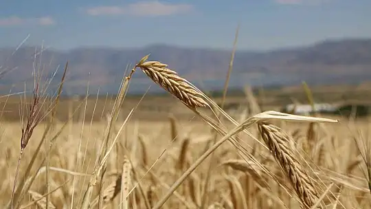 Elazığ'da yılın ilk arpa hasadı gerçekleştirildi
