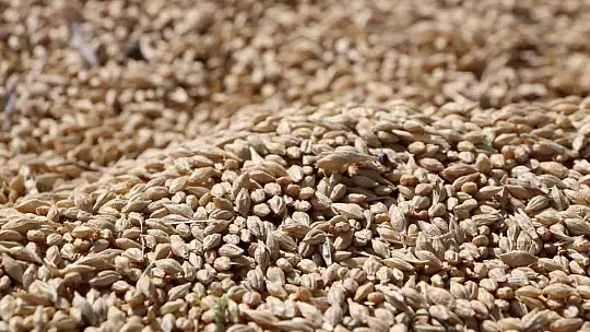 Elazığ'da yılın ilk arpa hasadı gerçekleştirildi