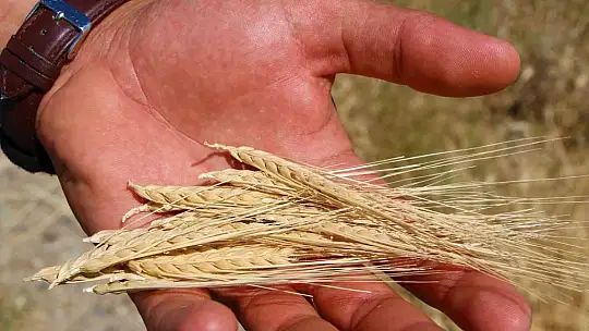 Elazığ'da yılın ilk arpa hasadı gerçekleştirildi