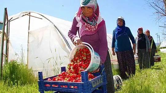 Elazığ'da yılın ilk örtü altı çilek hasadı başladı