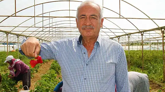 Elazığ'da yılın ilk örtü altı çilek hasadı başladı