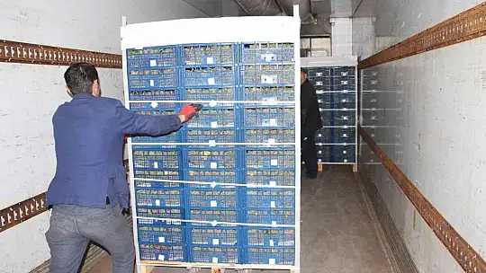 Elazığ'dan 8 ülkeye 3 bin ton üzüm ihracatı