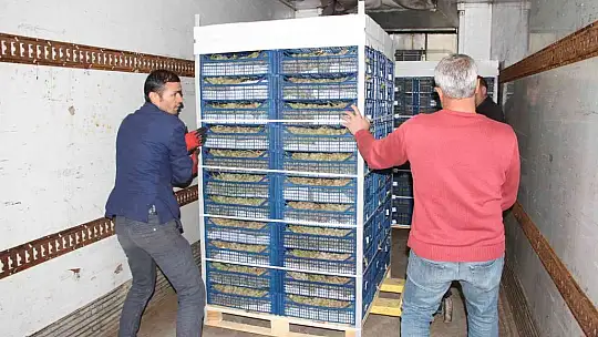Elazığ'dan 8 ülkeye 3 bin ton üzüm ihracatı