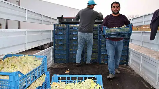 Elazığ'dan 8 ülkeye 3 bin ton üzüm ihracatı