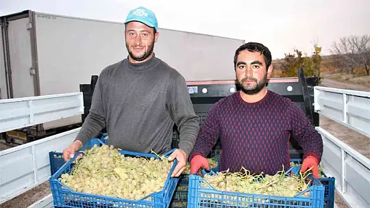 Elazığ'dan 8 ülkeye 3 bin ton üzüm ihracatı