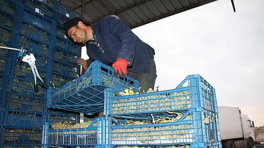 Elazığ'dan 8 ülkeye 3 bin ton üzüm ihracatı