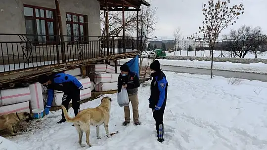 Elazığ HAYDİ ekibi sokak hayvanlarını unutmadı