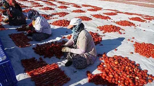 Elazığ'ın domatesi kurutulup dünyaya gönderiliyor