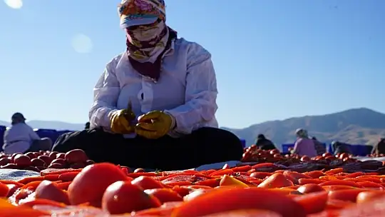 Elazığ'ın domatesi kurutulup dünyaya gönderiliyor