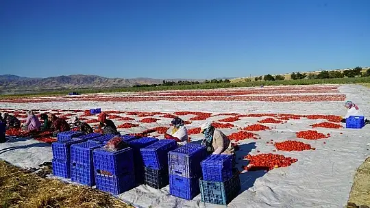 Elazığ'ın domatesi kurutulup dünyaya gönderiliyor