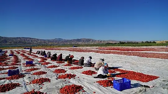 Elazığ'ın domatesi kurutulup dünyaya gönderiliyor