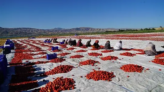 Elazığ'ın domatesi kurutulup dünyaya gönderiliyor