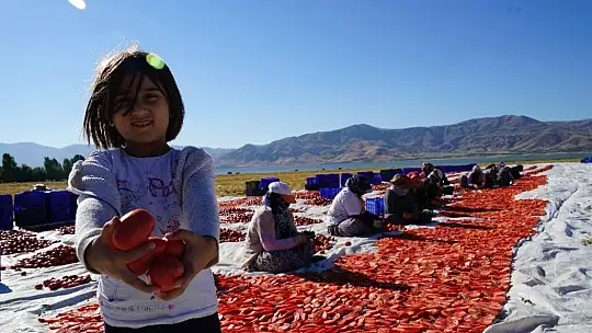 Elazığ'ın domatesi kurutulup dünyaya gönderiliyor