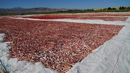 Elazığ'ın domatesi kurutulup dünyaya gönderiliyor