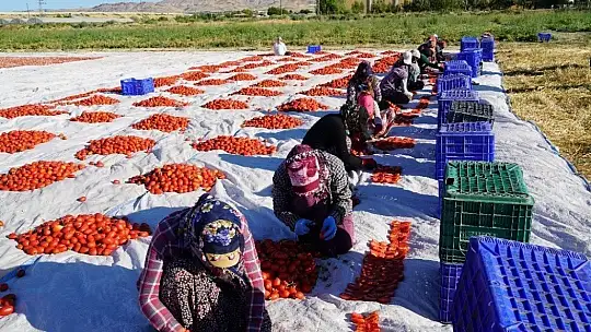 Elazığ'ın domatesi kurutulup dünyaya gönderiliyor
