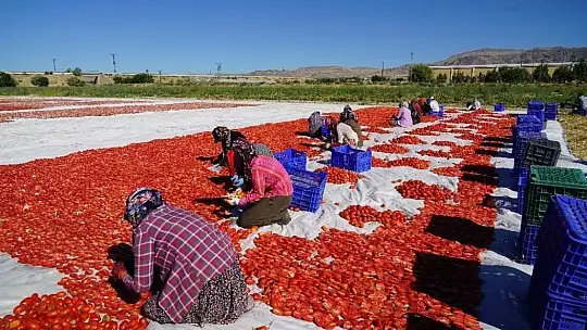 Elazığ'ın domatesi kurutulup dünyaya gönderiliyor