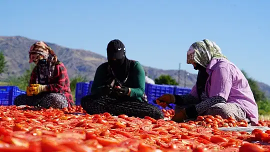 Elazığ'ın domatesi kurutulup dünyaya gönderiliyor