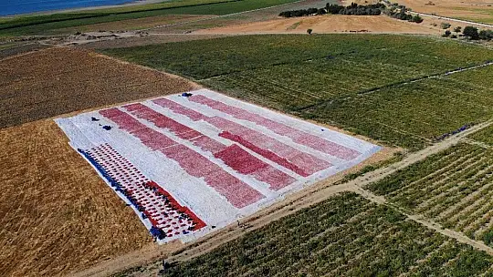 Elazığ'ın domatesi kurutulup dünyaya gönderiliyor
