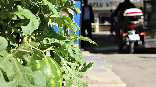 Görenler bir daha baktı, betonların arasında nasıl yetiştiğine anlam veremediler