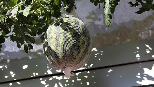 Görenler bir daha baktı, betonların arasında nasıl yetiştiğine anlam veremediler