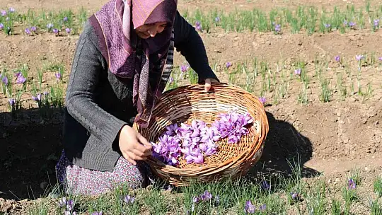 Gramla satılıyor, kilogram fiyatı dudak uçuklatıyor