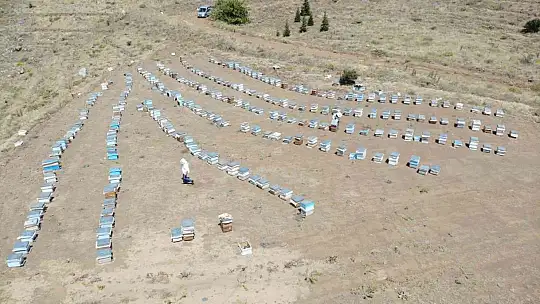 Güneş altında mesai zorlu ama hasat 'tatlı'