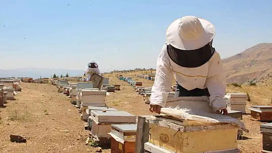 Güneş altında mesai zorlu ama hasat 'tatlı'