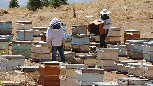 Güneş altında mesai zorlu ama hasat 'tatlı'