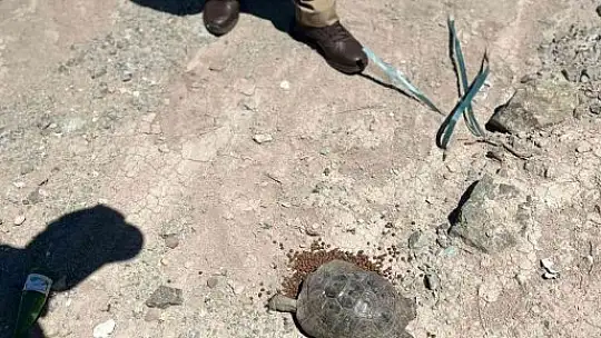 HAYDİ'nin kaplumbağa duyarlılığı