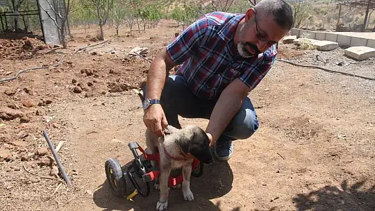 İnsanlık ölmemiş dedirten davranış: Patileri ezilen köpeği yürüteç ile ayağa kaldırdı