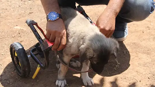 İnsanlık ölmemiş dedirten davranış: Patileri ezilen köpeği yürüteç ile ayağa kaldırdı