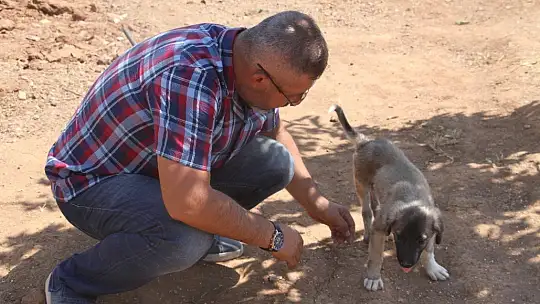 İnsanlık ölmemiş dedirten davranış: Patileri ezilen köpeği yürüteç ile ayağa kaldırdı