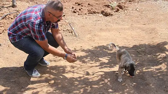 İnsanlık ölmemiş dedirten davranış: Patileri ezilen köpeği yürüteç ile ayağa kaldırdı