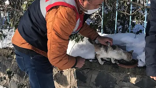 Jandarma ekipleri sokak ve yaban hayvanlarını unutmadı